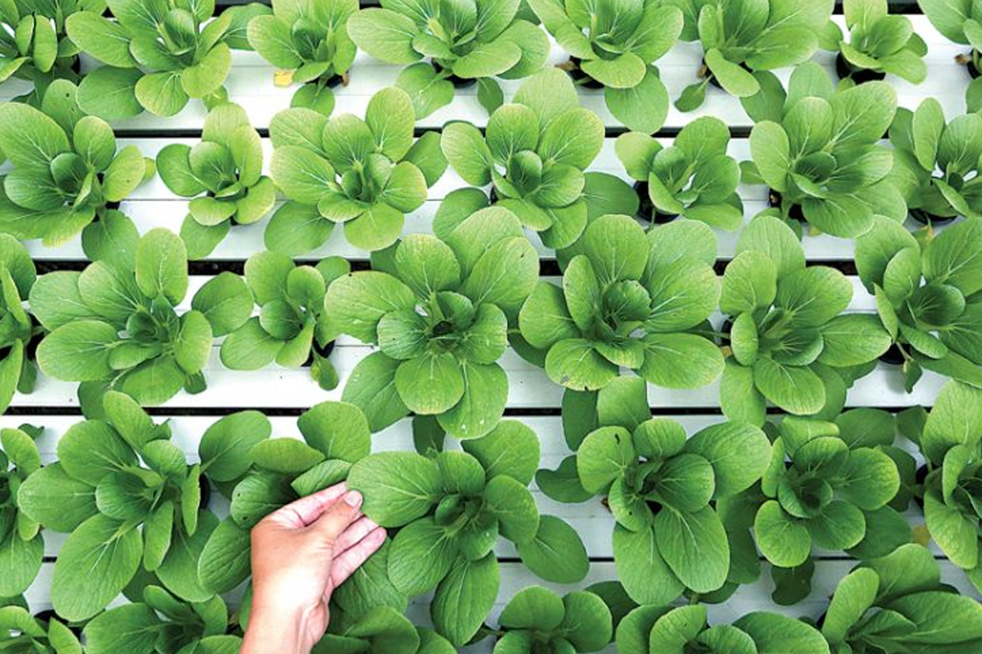 Perlengkapan Hidroponik